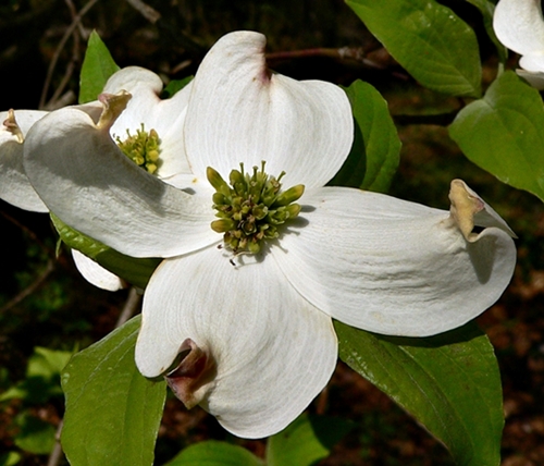 {Cornus florida}